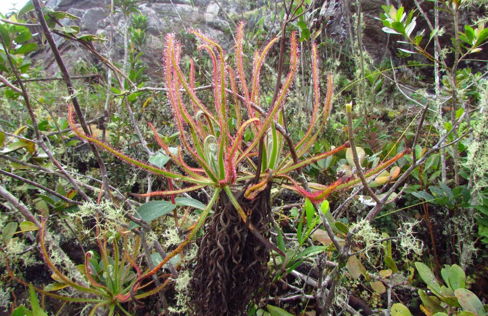 Scoperta nuova pianta carnivora alta 1,5 metri