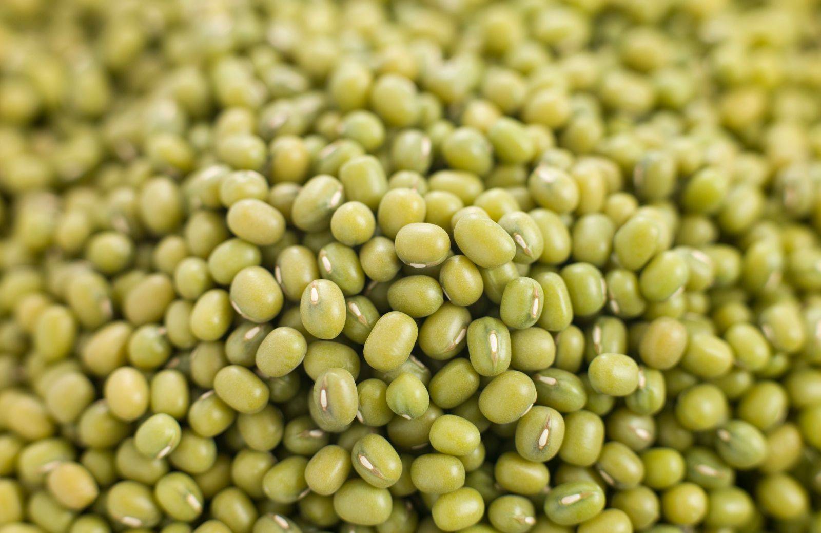Cosa sono i fagioli mung?