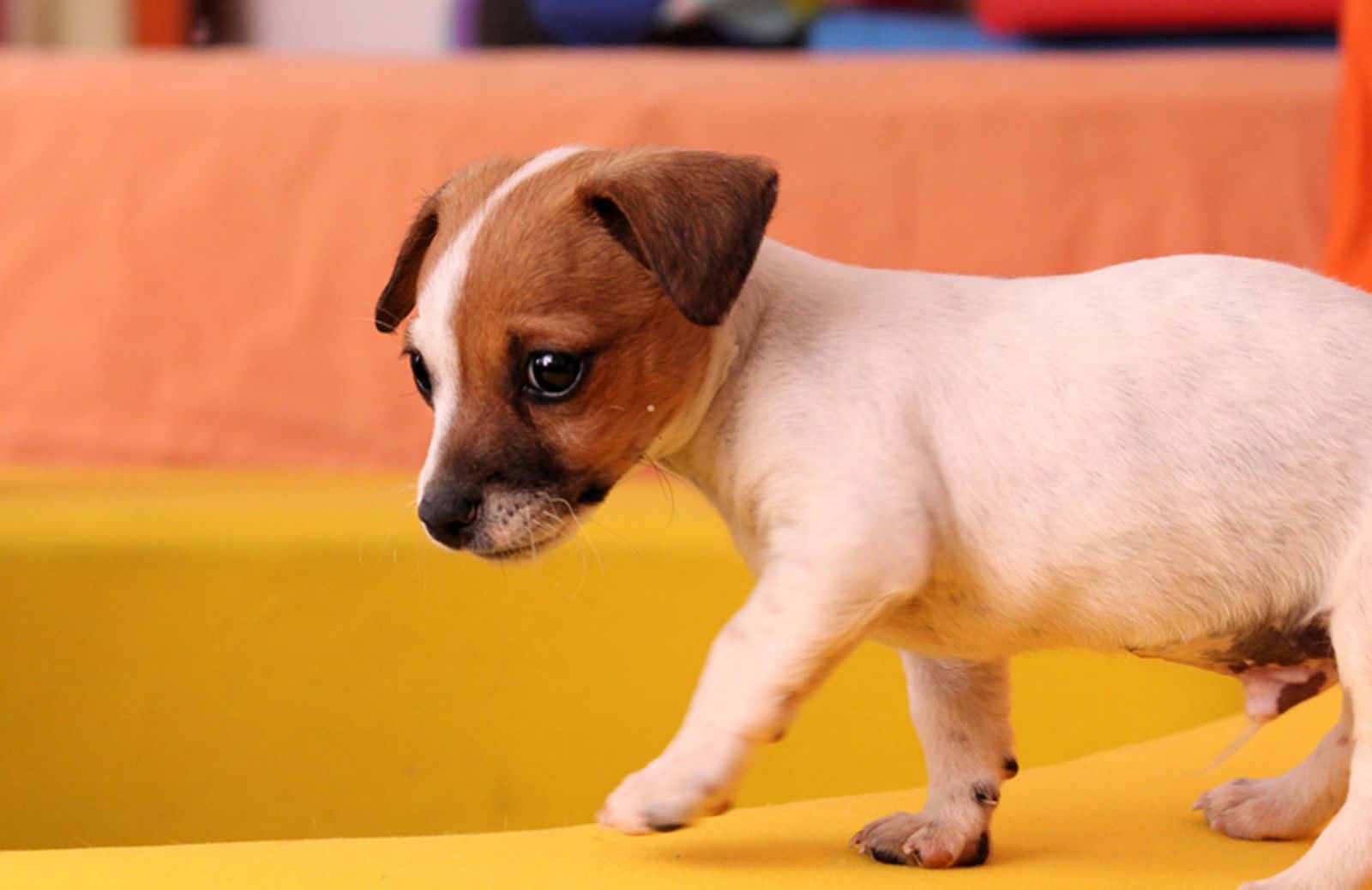 5 cose da sapere se vuoi acquistare un Jack Russell