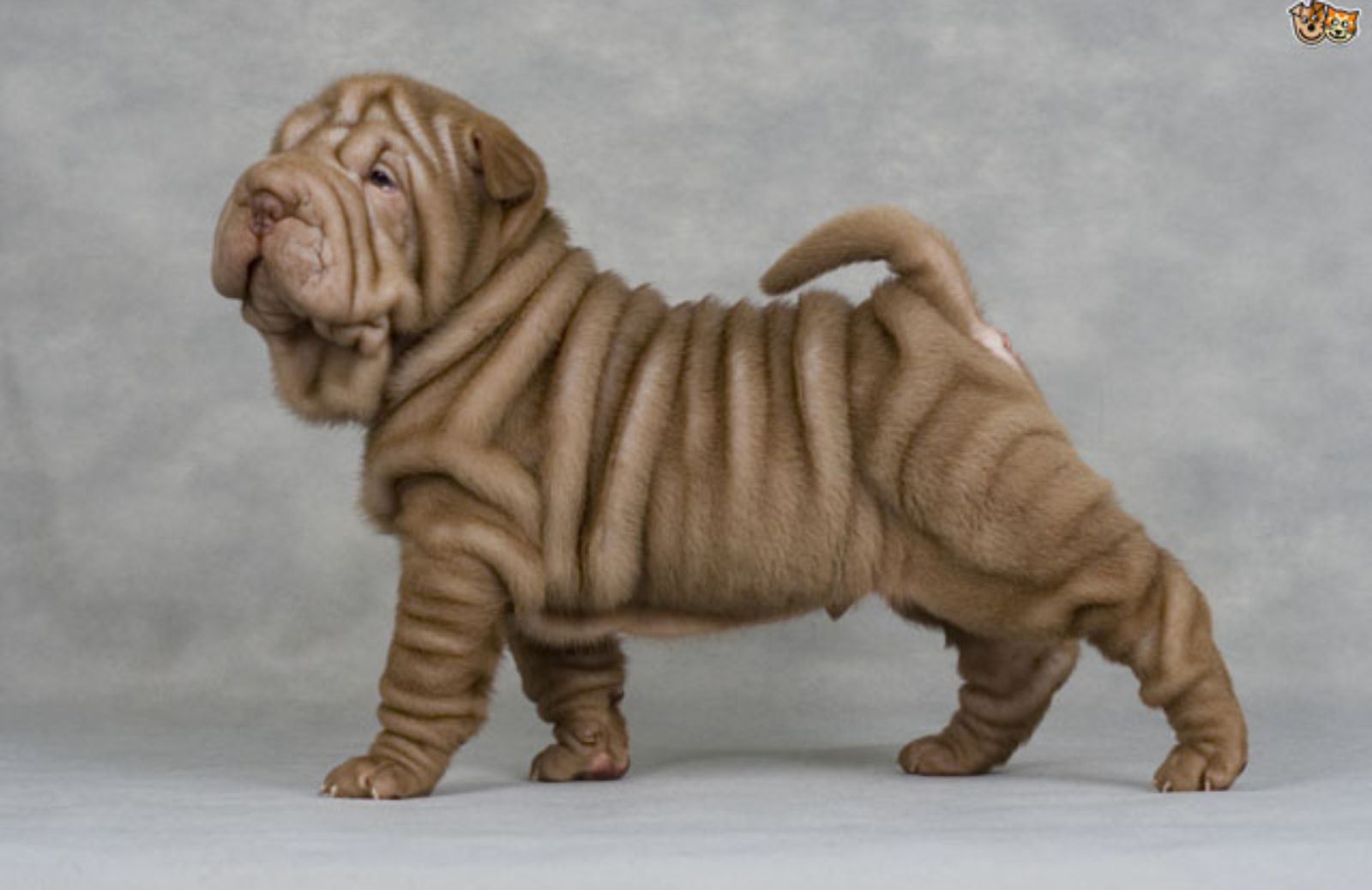 Le 5 caratteristiche fondamentali dello Shar Pei