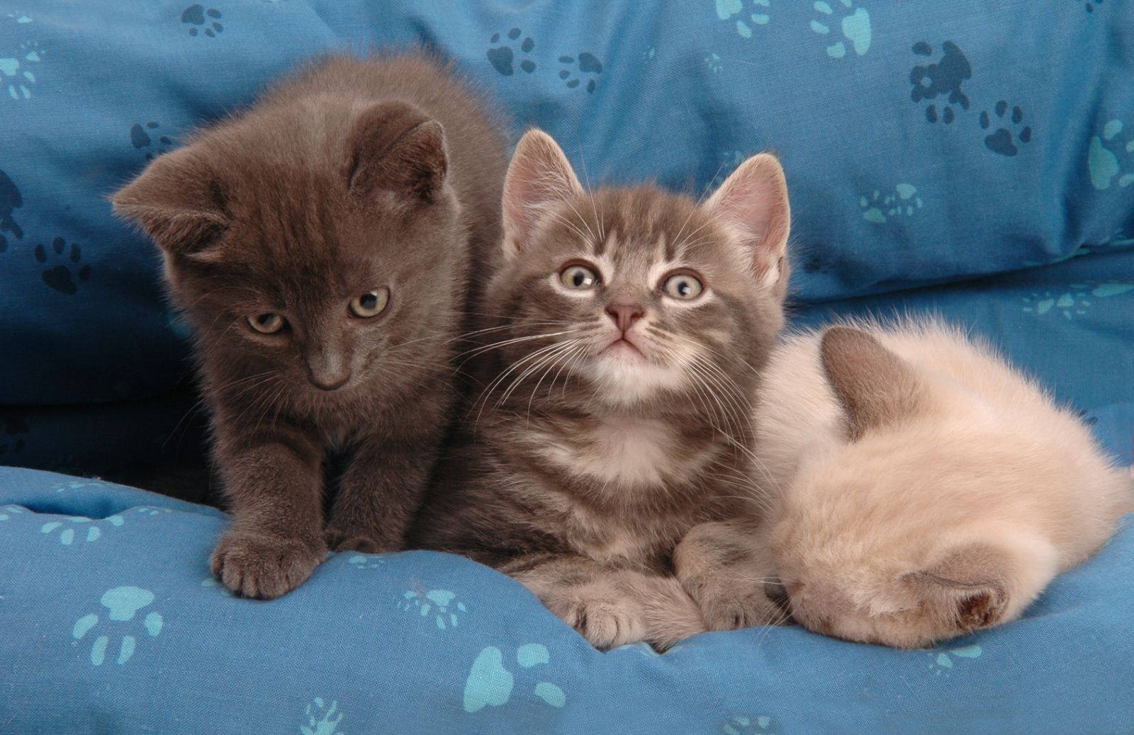 E' possibile che gattini di una stessa cucciolata abbiano padri diversi?