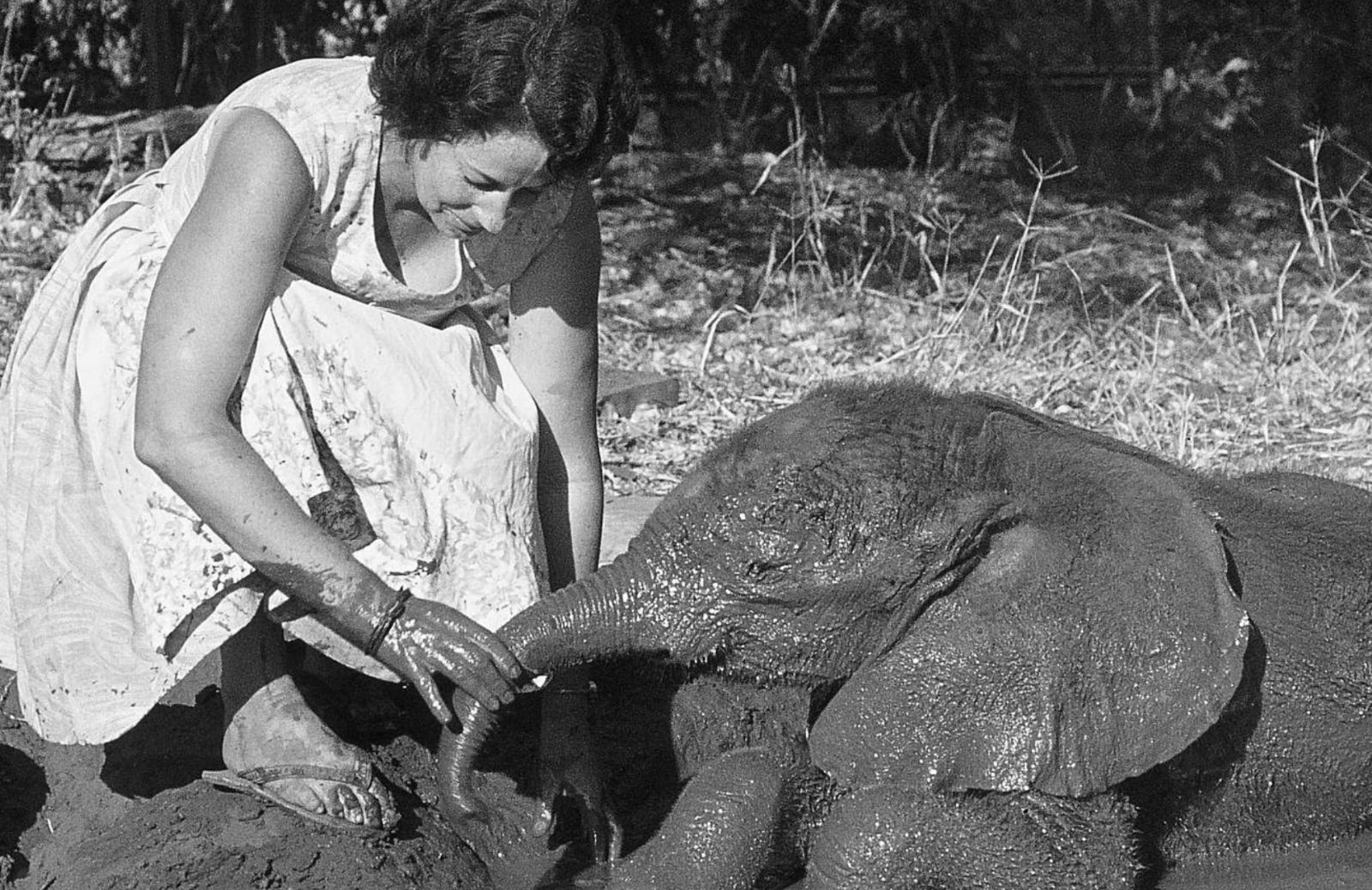 Un orfanotrofio per elefanti: la storia di Daphne Sheldrick