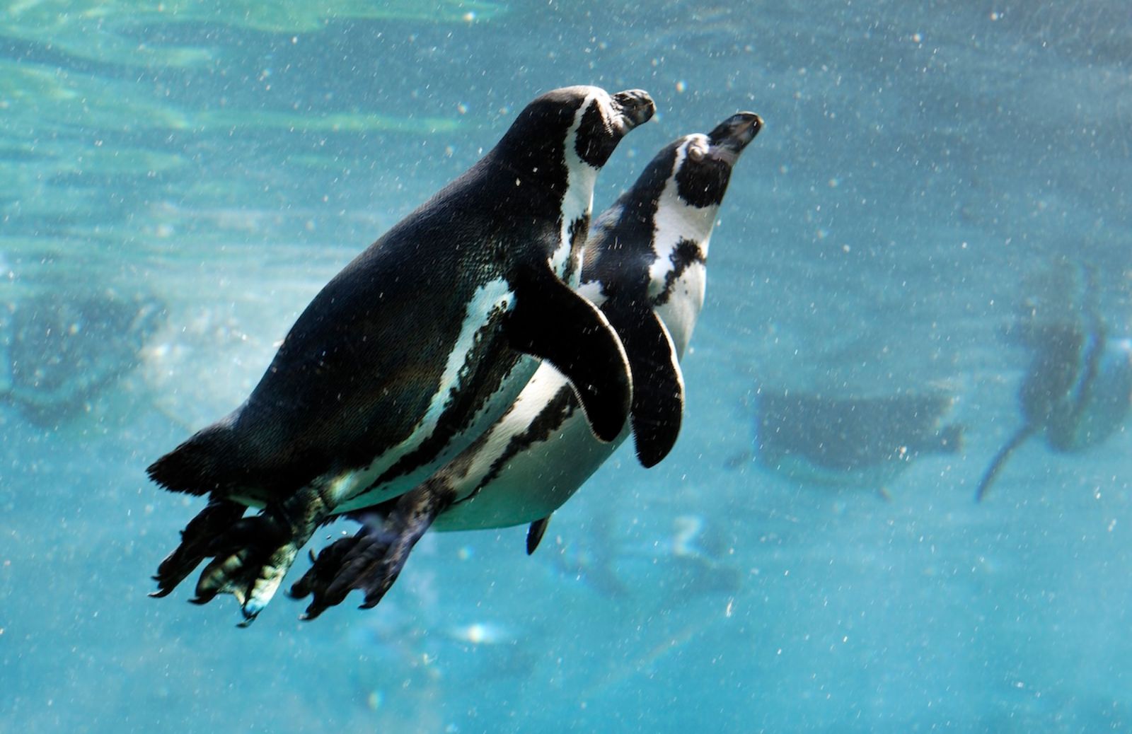 Il pebbling che nutre l'amore: prendiamo esempio dai pinguini