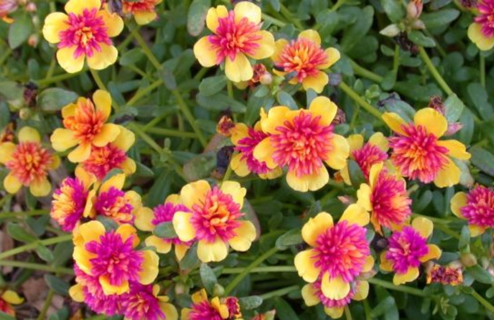 Come coltivare la portulaca