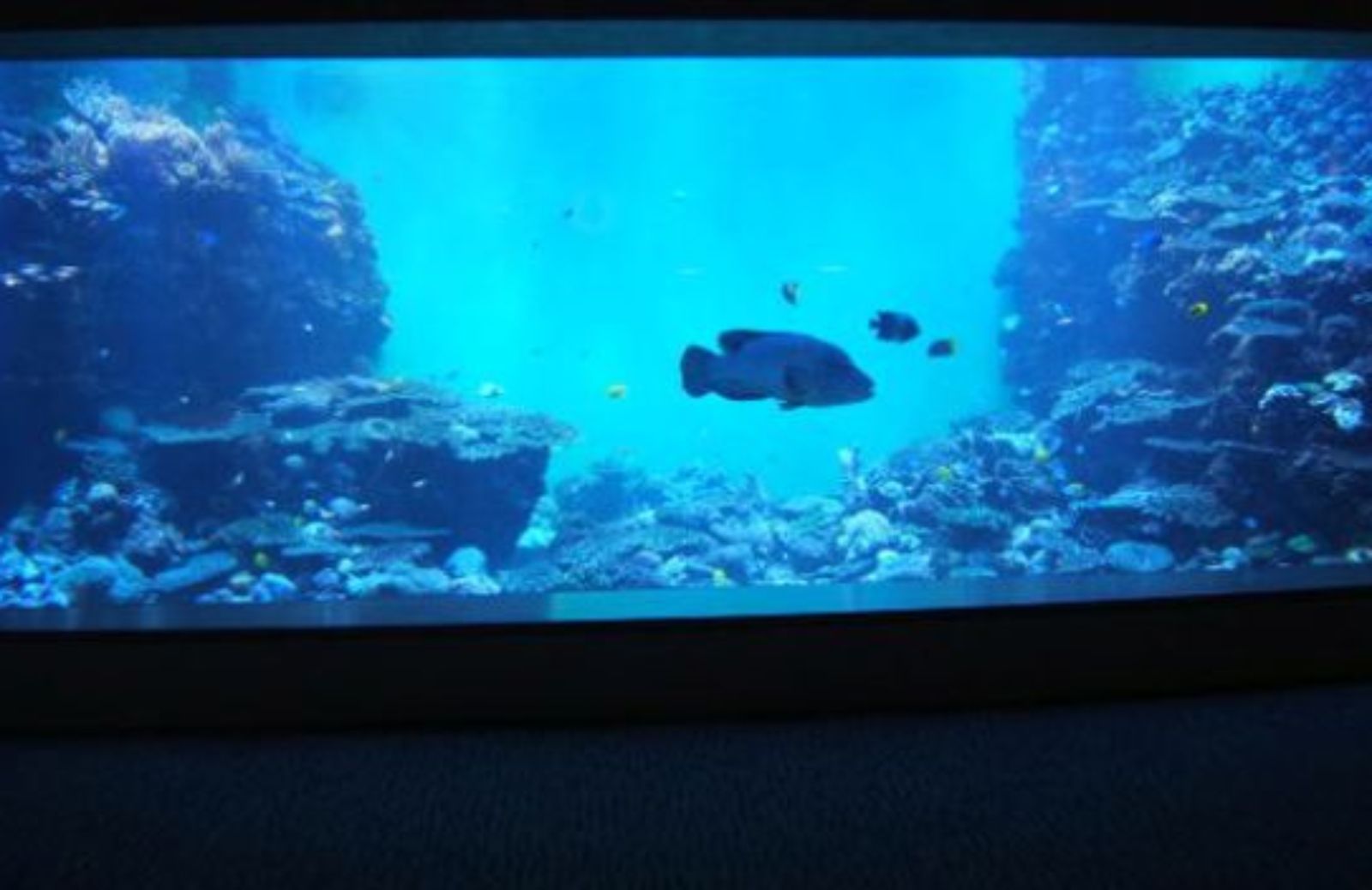 Come fare la manutenzione del tuo acquario