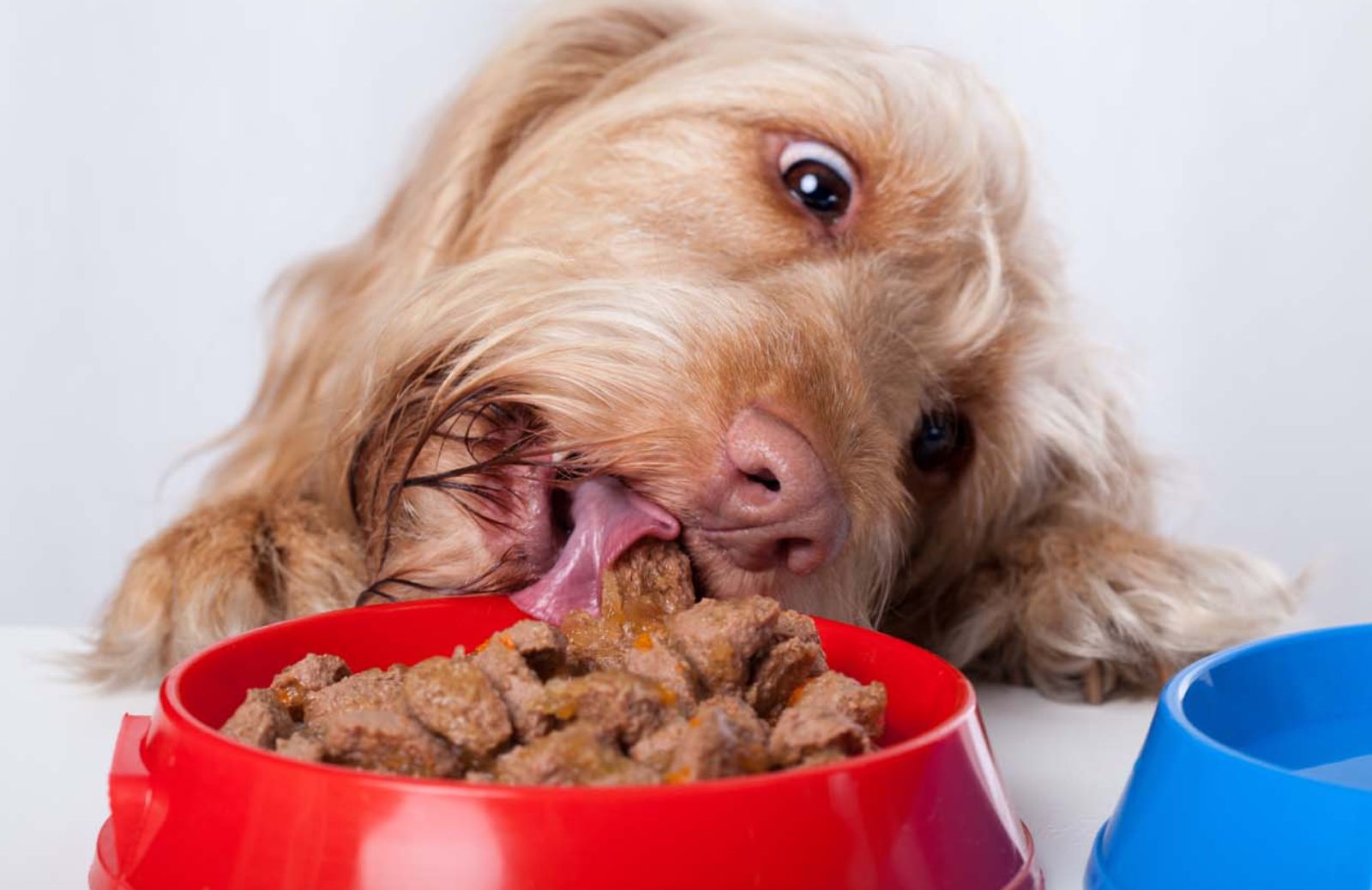 Quali sono i falsi miti sul petfood 
