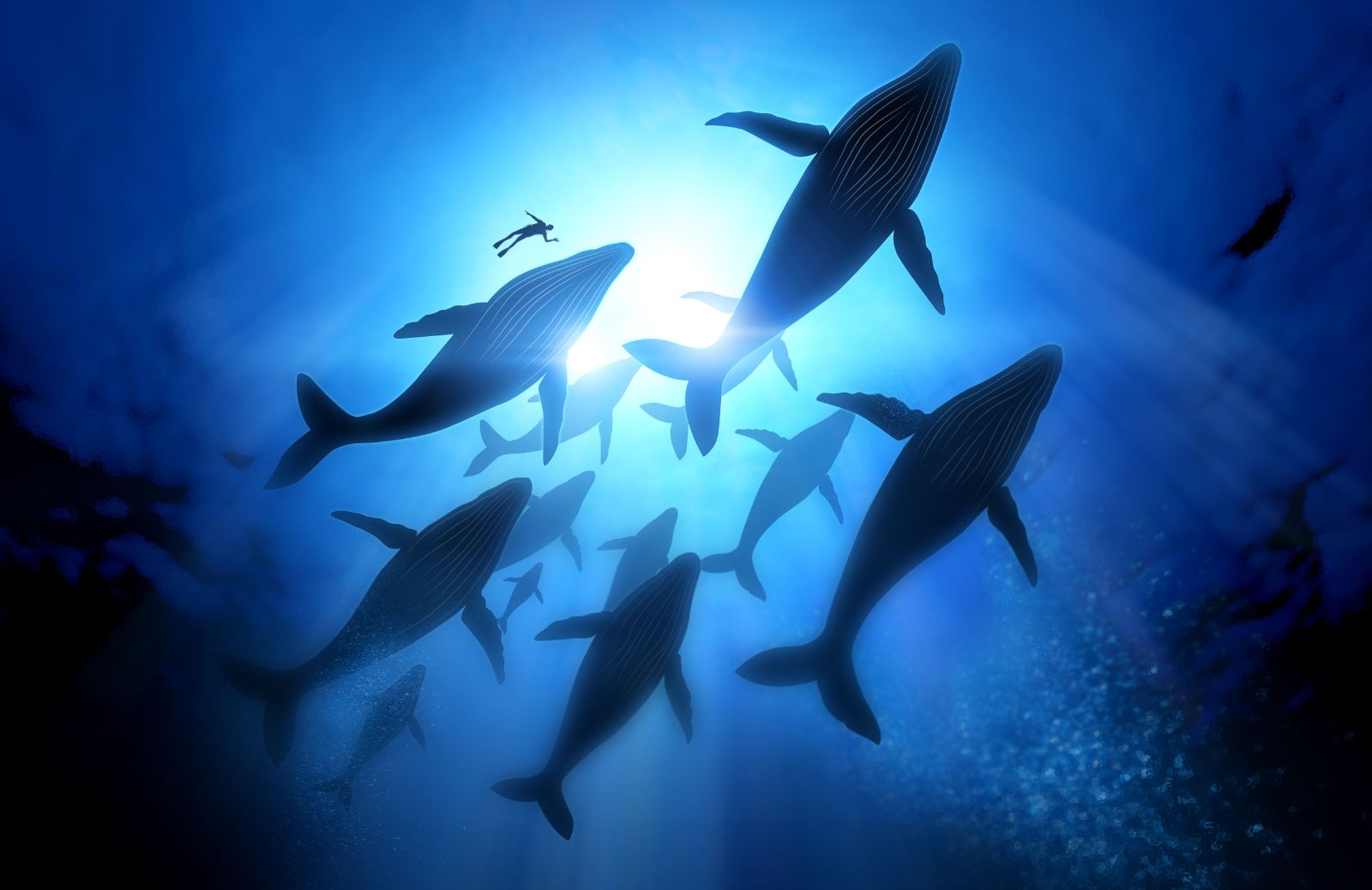 Canto delle balene: significato e caratteristiche