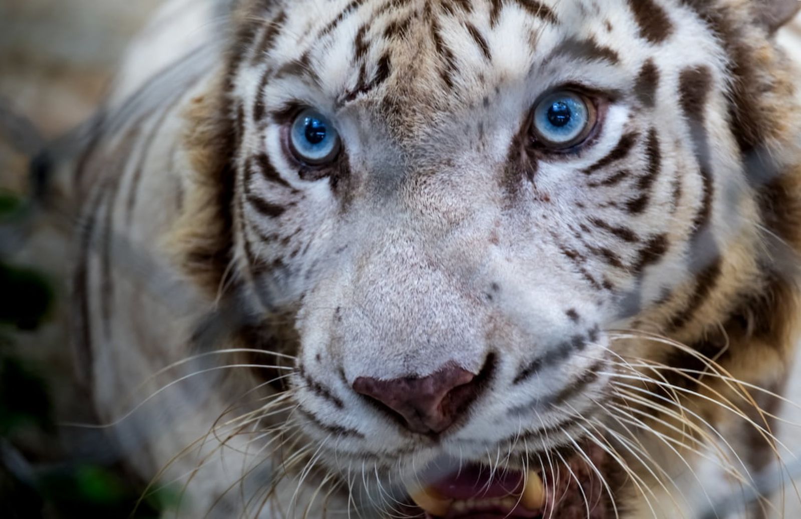Tigre bianca, tutte le informazioni: dove vive e caratteristiche