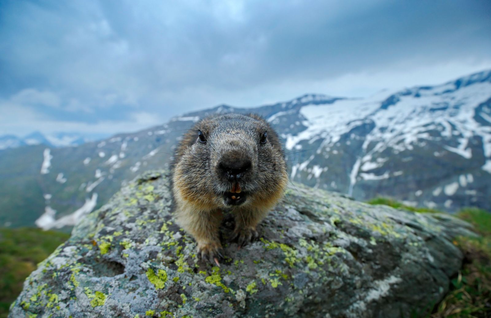 Chi è Phil, la marmotta che annuncia la primavera in Usa