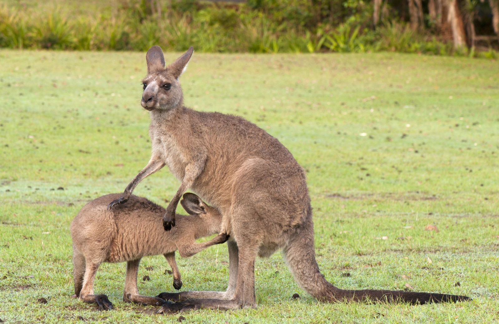 Tutto sul Canguro, l’animale simbolo dell’Australia