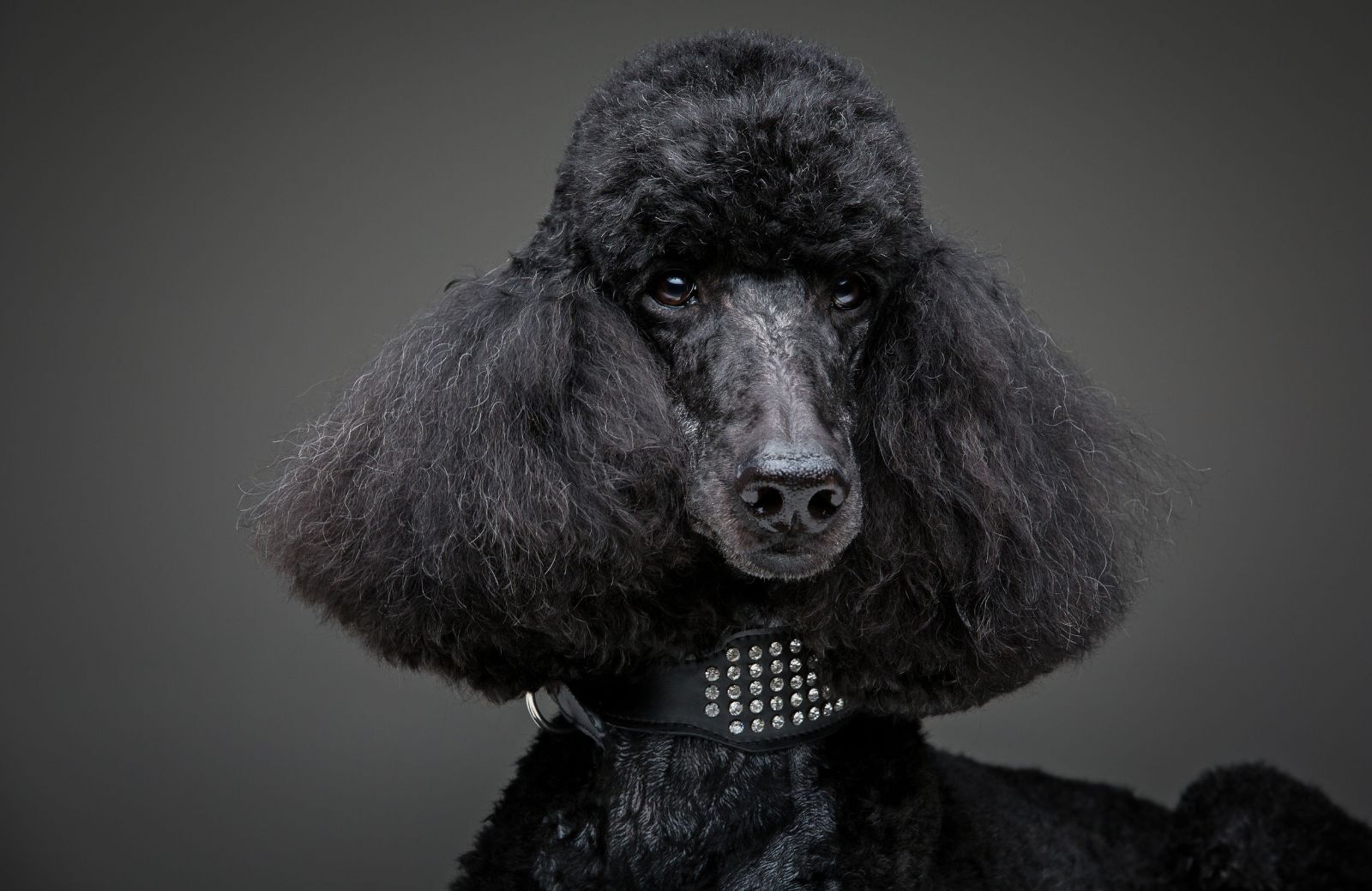 Incroci di cani: tutte le sottorazze del Barbone