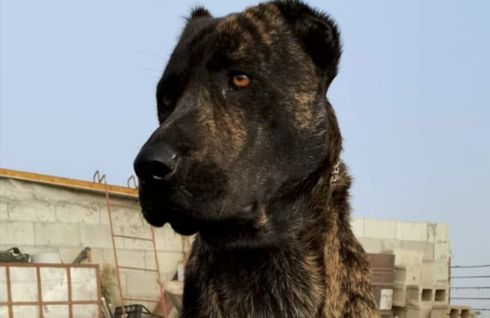 Dogo sardo: caratteristiche e carattere del molosso sardo