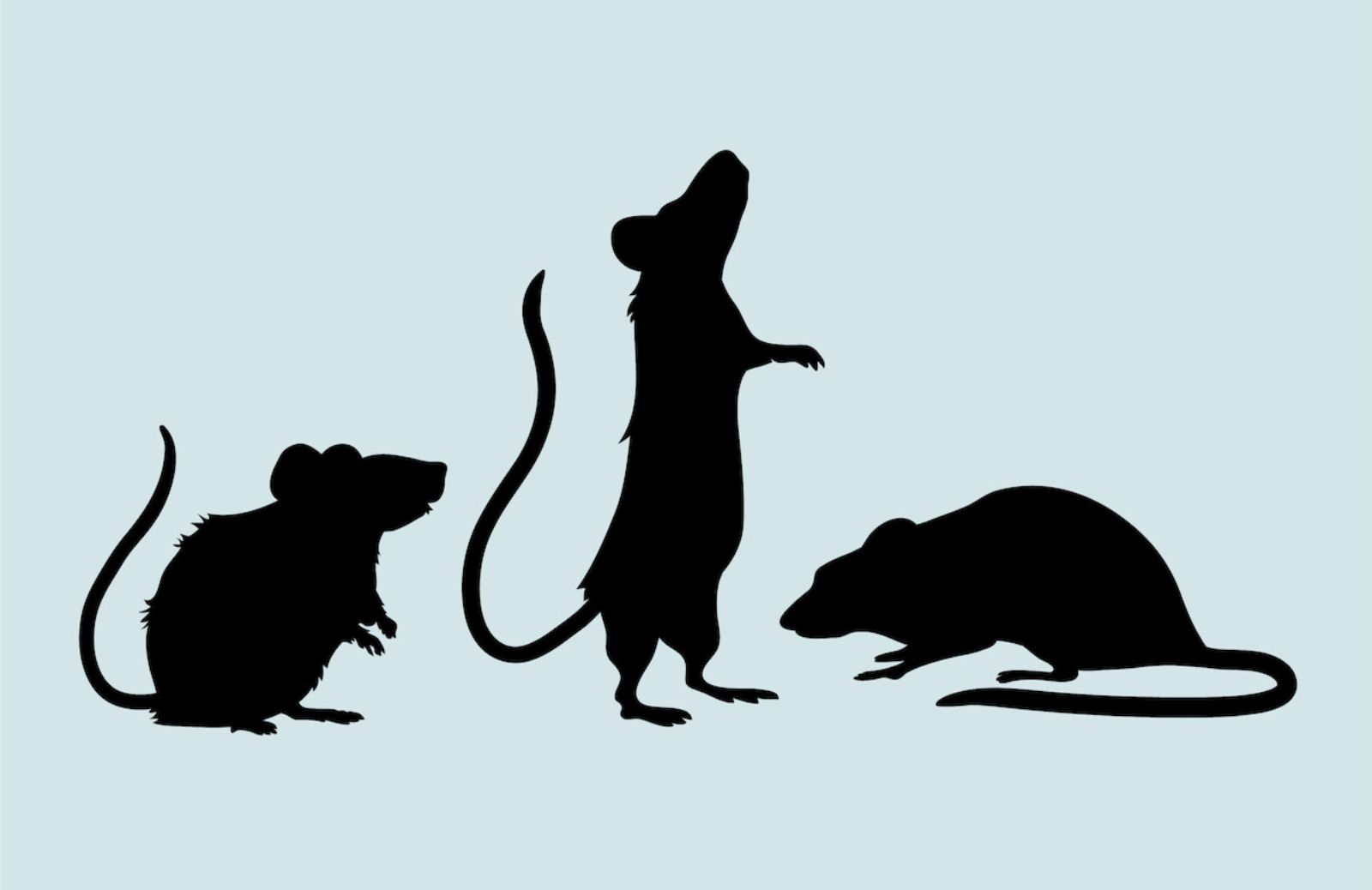 Sognare topi: significato psicologico e numeri
