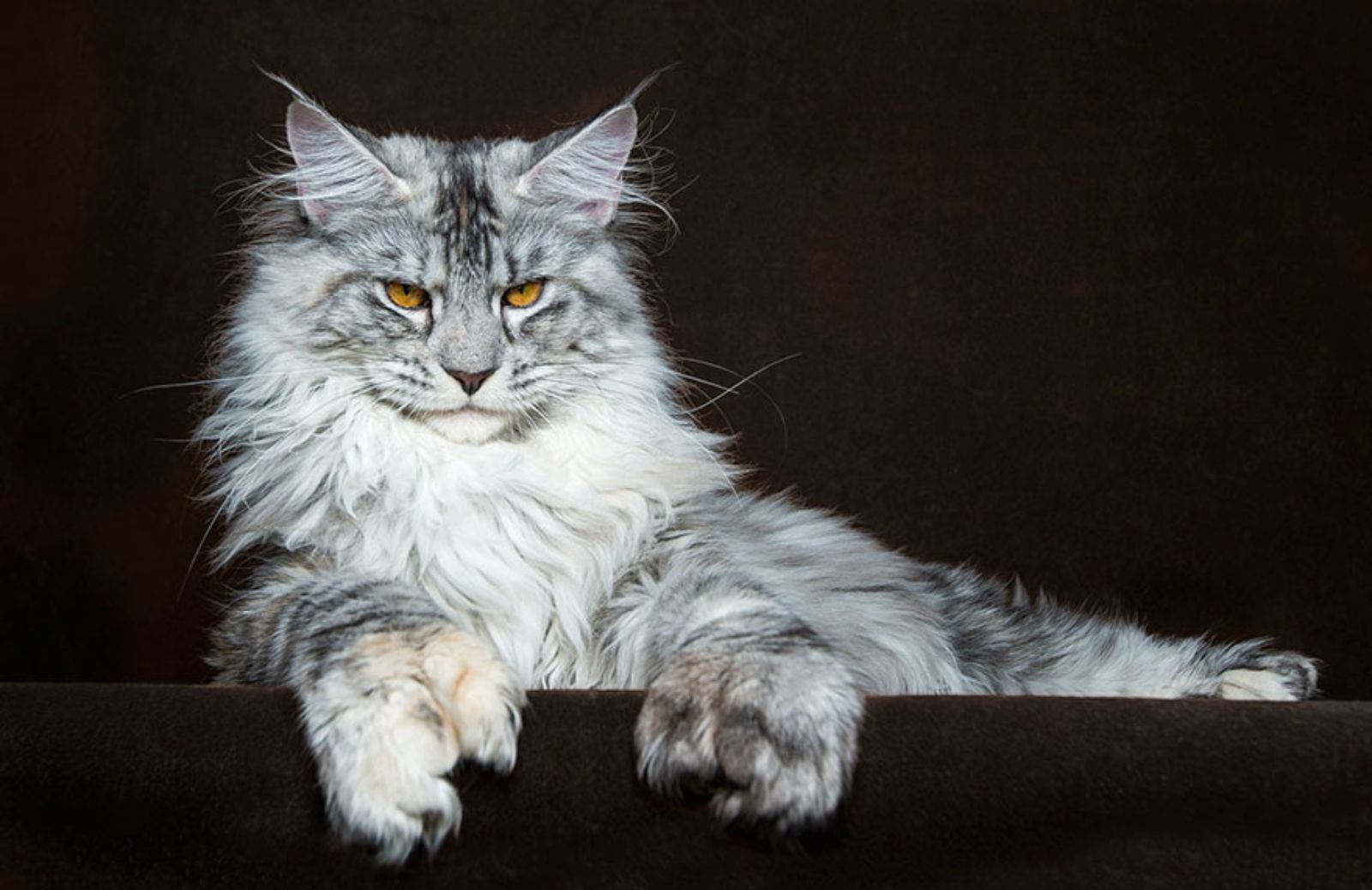 Le malattie più comuni del maine coon: sintomi e cura