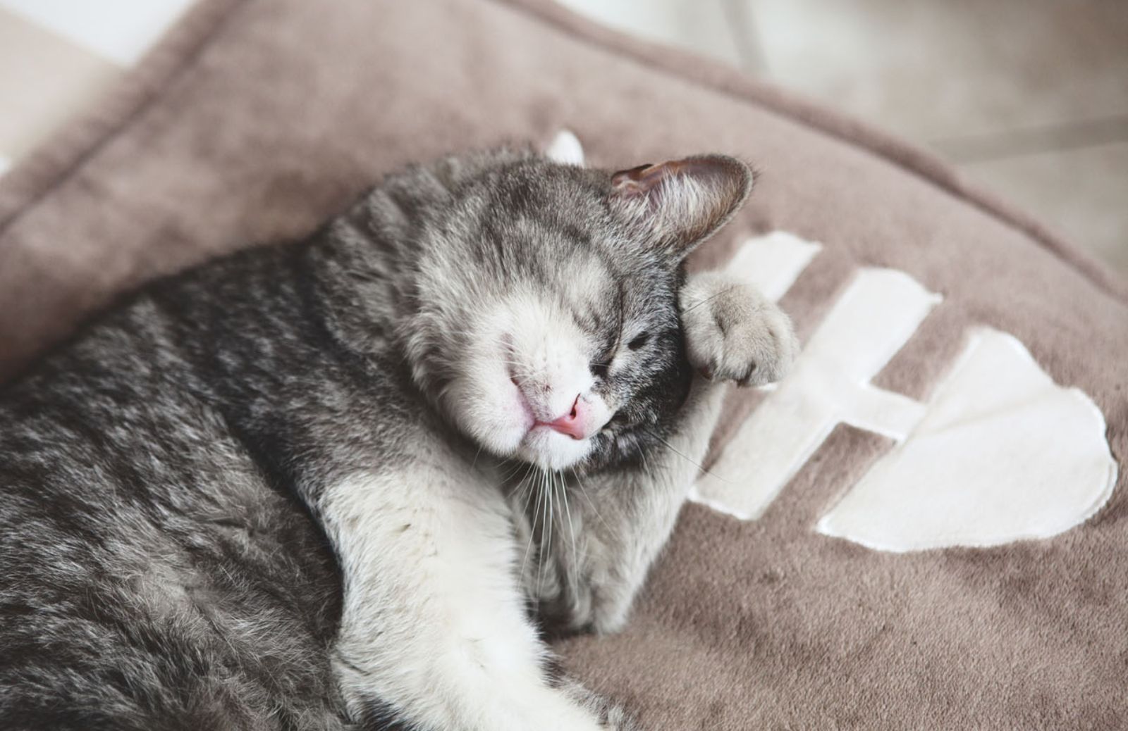 Le pulci nel gatto: la prevenzione