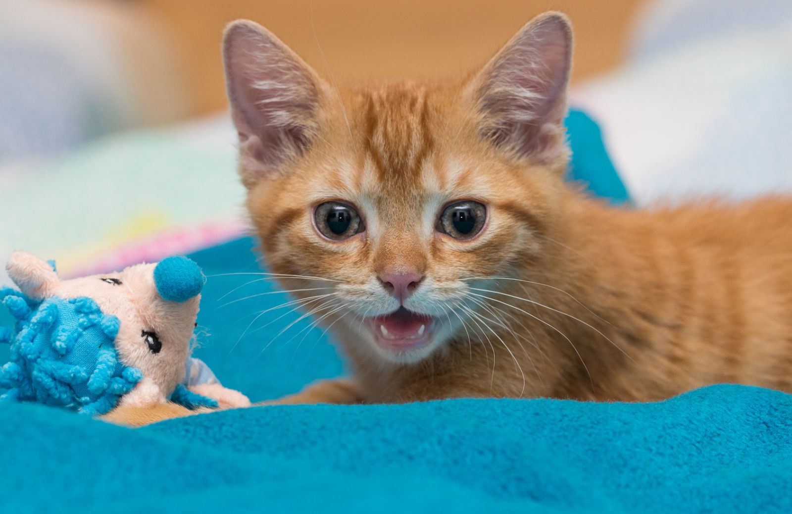 10 idee regalo per gli amanti dei gatti