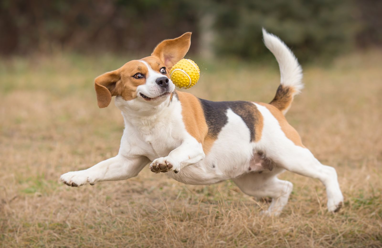 A spasso con Fido: i giochi interattivi per stimolare l’intelligenza