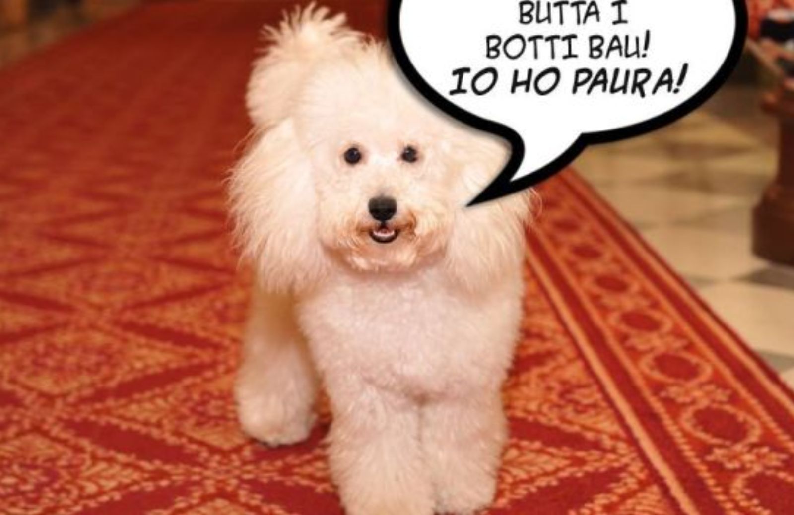 Capodanno senza botti: Dudù lancia monito su Facebook: 