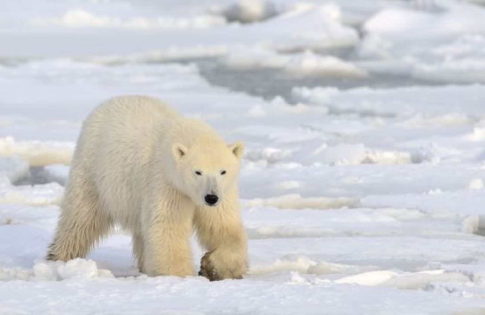 Orsi polari e stress: la colpa è dei cambiamenti climatici