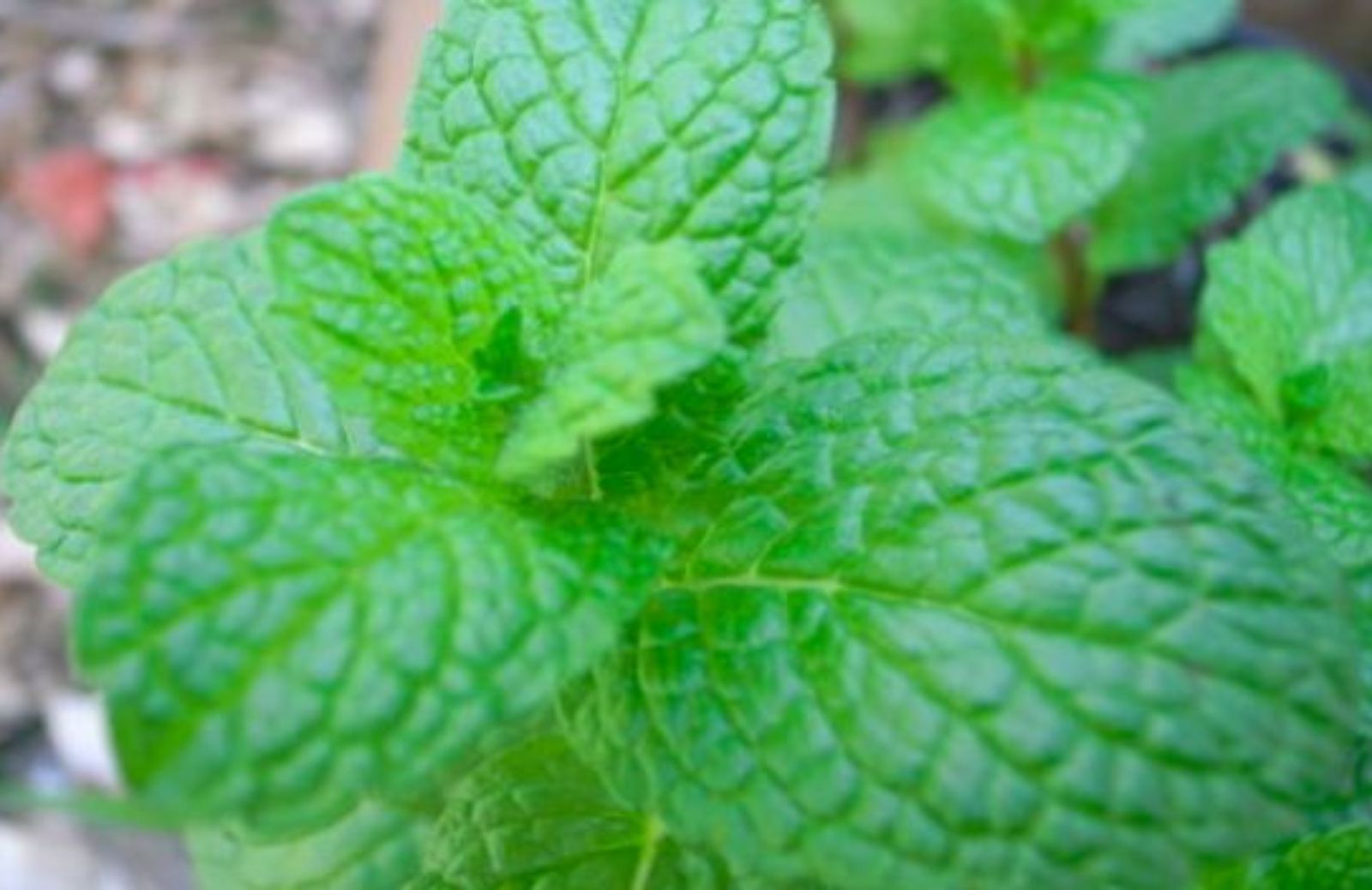 Come sfruttare la Menta in cucina e non solo