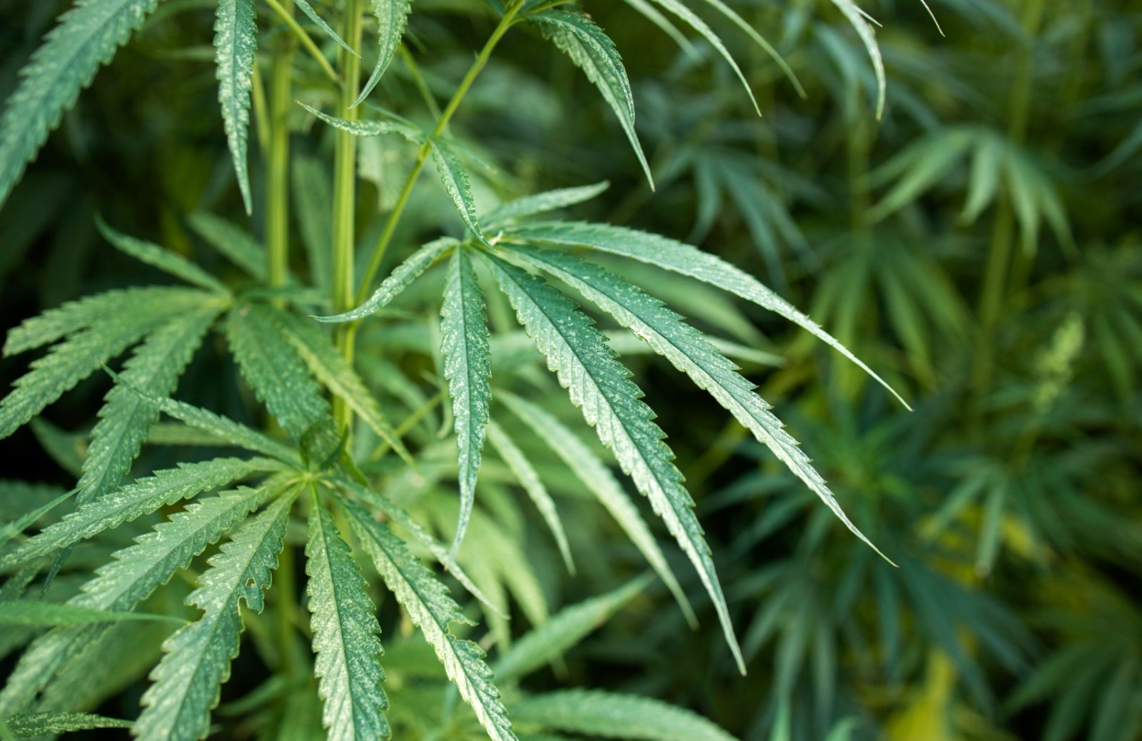 Cannabis legale: proprietà ed effetti