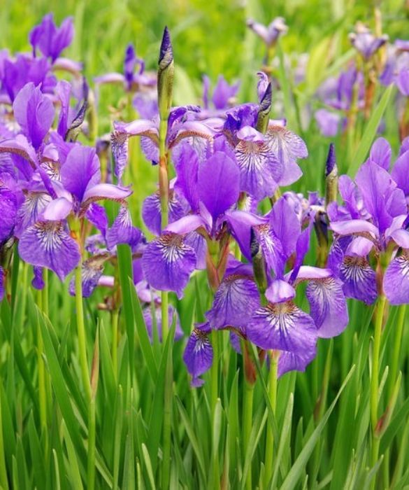 <p>Con un nome che significa &ldquo;arcobaleno&rdquo;, l&rsquo;Iris &nbsp;&egrave; un fiore variopinto, semplice e colorato che simboleggia la fede e la speranza ma anche il desiderio di comunicare un messaggio. Nel linguaggio dei fiori viene utilizzato soprattutto per porgere i propri auguri in generale e in particolare a chi sta per iniziare qualcosa di importante.<br />
&nbsp;</p>
