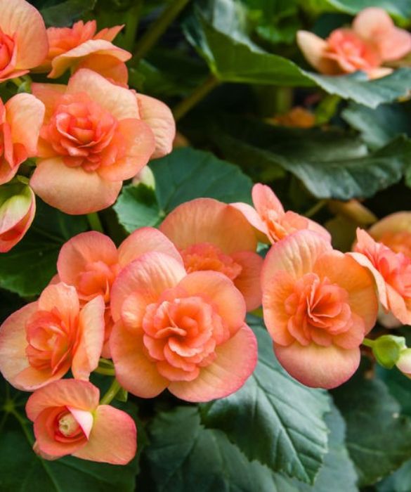 <p>Semplice da coltivare, la Begonia &egrave; una pianta tropicale di cui esistono circa 1600 specie. Il significato della begonia, secondo il linguaggio dei fiori &egrave; cordialit&agrave; e simpatia. In particolare, simboleggia l&rsquo;invito all&rsquo;attenzione ed &egrave; un vero e proprio augurio di protezione da azioni o pensieri negativi altrui. In pratica viene considerata come un talismano per proteggere dai cattivi pensieri.&nbsp;</p>
