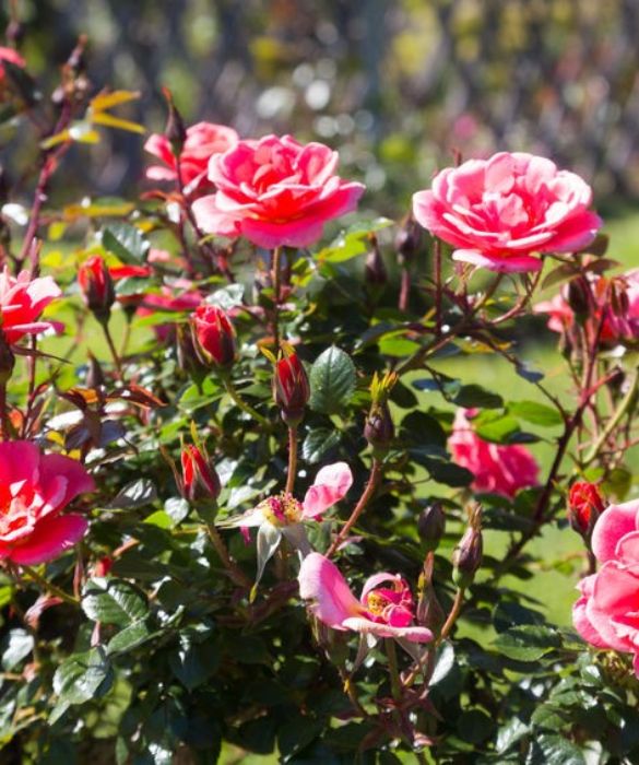 <p>&Egrave; il fiore per antonomasia. In vaso, in giardino o nei bouquet, le rose con la loro delicatezza e il profumo suadente sono il simbolo del dono floreale. Da sempre il simbolo di amore, devozione, ammirazione, bellezza e perfezione, simboleggia il segreto. In particolare mentre&nbsp;la rosa rossa rappresenta la passione, il significato della rosa bianca &egrave; l&rsquo;amore puro e la rosa gialla significa gelosia ma anche allegria.</p>
