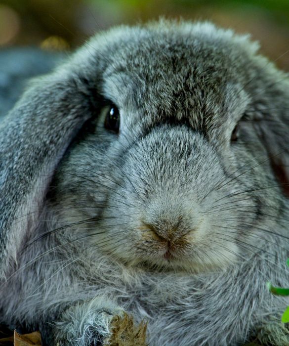 <p>Il coniglio &egrave; il terzo animale domestico pi&ugrave; richiesto dai bimbi, dopo cane e gatto. Sicuramente meno impegnativo di questi ultimi, il coniglio richiede comunque delle cure e delle attenzioni.</p>
<p>Essendo degli animali domestici un po' timorosi, potrebbe essere necessario un po' di tempo affinch&eacute; si sentano a casa. Ecco perch&eacute; &egrave; necessario insegnare al bimbo di avere pazienza e rispetto dell'animale. Una volta conquistata la sua fiducia, il coniglio si riveler&agrave; un pet coccoloso e tenerissimo.</p>
