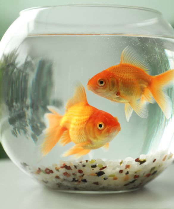 <p>Il pesce rosso &egrave; uno tra gli animali domestici pi&ugrave; adatti anche ai bambini piccoli. Tenerne uno &egrave; molto semplice, a patto che si tenga controllato il Ph dell'acqua e pulito il suo habitat.</p>
<p>Affinch&eacute; il pesce rosso non diventi un pesce palla &egrave; anche necessario prestare attenzione a dargli la giusta dose di cibo, quindi il genitore pu&ograve; eventualmente mettere in una ciotolina il mangime della giusta quantit&agrave; cos&igrave; che il bambino possa poi nutrire il pesciolino.</p>
<p>&nbsp;</p>
