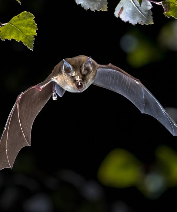 <p>All&rsquo;inizio della pandemia, ha fatto il giro del mondo un video in cui un&rsquo;abitante di Wuhan mangiava zuppa di pipistrello. Ecco come &egrave; avvenuto il salto di specie: a furia di cucinare certe schifezze. In realt&agrave;, non solo &egrave; poco probabile che&nbsp;sia avvenuto cos&igrave; lo spillover (il virus dovrebbe essere arrivato agli esseri umani tramite un "ospite intermedio", come un pangolino), ma anche le presunte circostanze del video: le immagini risalgono al 2016 e mostrano la vlogger Mengyun Wang durante un viaggio a Palau, in Micronesia.</p>
