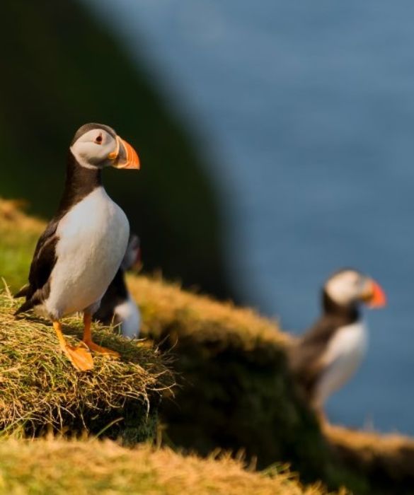 <p>Appartengono al Regno di Danimarca, ma sono una cosa a parte. Si trovano infatti a nord della Scozia, tra la Norvegia e l&rsquo;Islanda. Pochi abitanti, tante pecore. E fresco, anche d&rsquo;estate. Il tempo pu&ograve; essere inclemente, ma sono l&rsquo;ideale per trascorrere tranquilla e insolite vacanze, in mezzo allo splendore della natura.</p>
