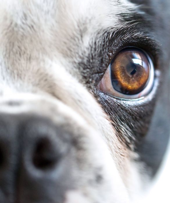 <p>In passato si credeva che i cani vedessero in bianco e nero. In realt&agrave;, recenti studi hanno evidenziato che anche i nostri migliori amici vedono i colori, ma senza individuare tutte le sfumature cromatiche che vediamo noi, in quanto la loro retina &egrave; meno sviluppata della nostra.</p>
