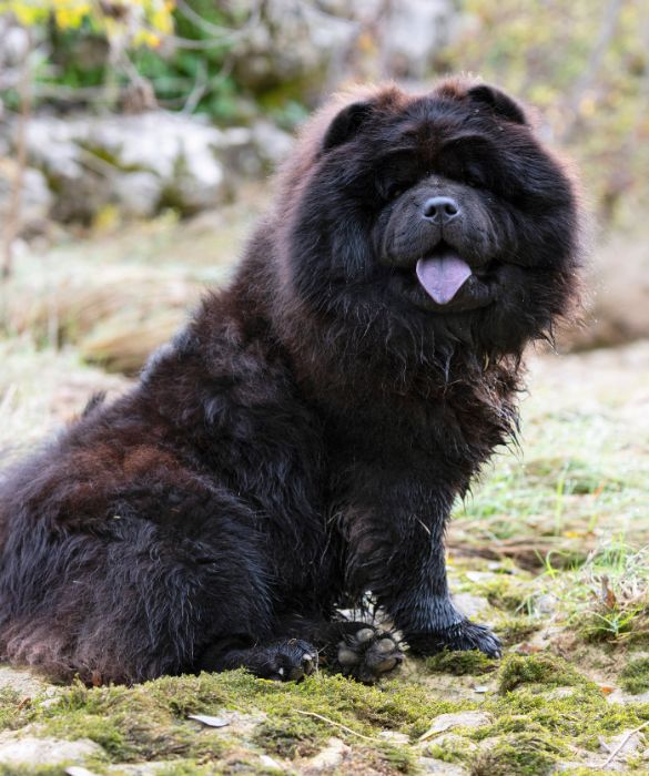 <p>Perch&eacute; il Chow Chow ha la lingua blu, o comunque nera / violacea? Ad oggi non esiste una risposta precisa. Tra le varie ipotesi troviamo la presenza di un eccesso di melanina o la mancanza di tirosina, un aminoacido. Qualunque sia la causa della lingua scura, questa &egrave; una tra le caratteristiche che rendono lo Chow Chow unico al mondo.</p>
