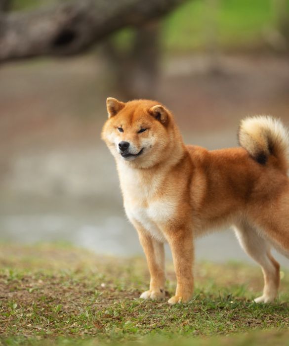 <p>I cani non sono solo animali domestici buffi e divertenti, bens&igrave; hanno alle spalle una storia che da sempre accompagna l&rsquo;essere umano. Se ami indagare sui loro comportamenti e saperne di pi&ugrave;, continua a leggere. Ti presentiamo sette curiosit&agrave; sui cani che (forse) non conoscevi.</p>
