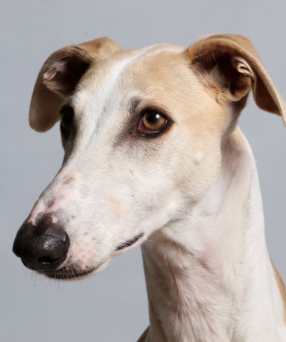 <p>Il Galgo &egrave; un levriero nativo della Spagna, molto utilizzato per la caccia alla lepre. Si tratta della razza di cane pi&ugrave; veloce del mondo. Pu&ograve; raggiungere i 72 kilometri orari&hellip; Mica male, no?</p>
