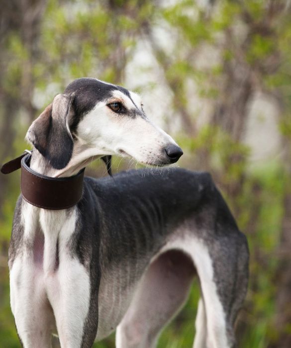 <p>Il Saluki, conosciuto anche come levriero persiano, &egrave; (forse) la pi&ugrave; antica del mondo. Raffigurazioni di questo meraviglioso cane sono state trovate in Egitto e gli esperti le hanno datate al 2100 a.C. Questa razza, ad oggi, &egrave; considerata tra le pi&ugrave; intelligenti e obbedienti.</p>
