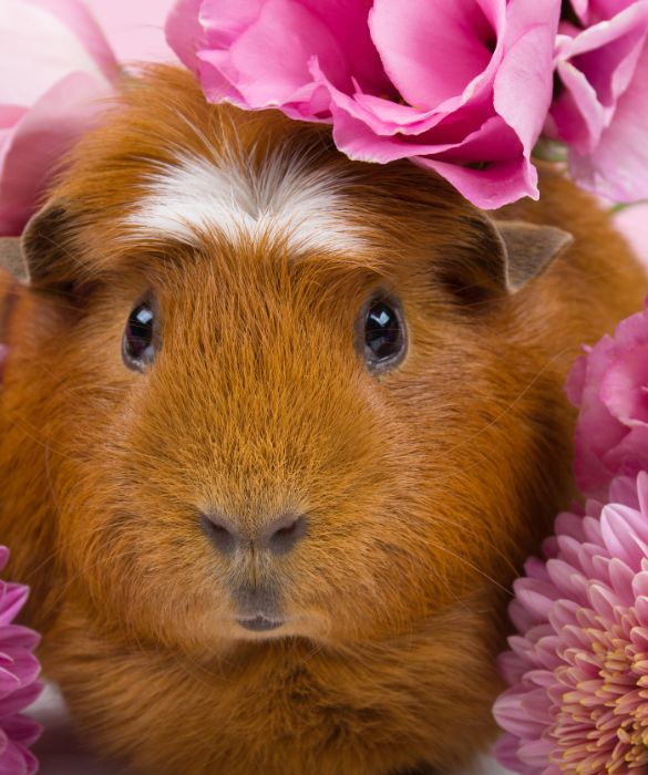 <p>Di gran lunga nella lista degli animaletti carini che fanno letteralmente impazzire grandi e piccini, il porcellino d&rsquo;India &egrave; un vero e proprio roditore da compagnia.</p>
<p>Si tratta di animali davvero molto socievoli e instaurano un forte legame emotivo con chi se ne prende cura.</p>
<p>Proprio per sua stessa natura, un porcellino d&rsquo;India ha sempre bisogno di un compagno. Va bene una coppia dello stesso sesso, ma anche di sesso opposto purch&eacute; il maschio sia sterilizzato.</p>
<p><strong>Vita media</strong>: dai 5 agli 8 anni.</p>
<p><strong>Alimentazione</strong>: prettamente erbivora, con fieno, erba e verdure.</p>
