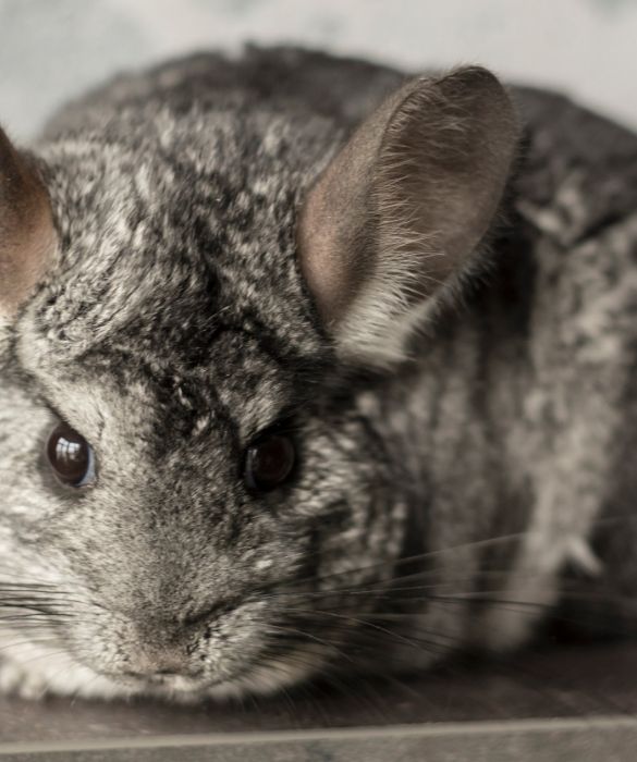 <p>Il cincill&agrave; non &egrave; proprio un roditore da appartamento e ne esiste soltanto una specie, frutto di non pochi incroci, che si adatta facilmente all&rsquo;essere un animale domestico.</p>
<p>Difficilmente saranno felici chiusi in gabbia, anche perch&eacute; si tratta di roditori estremamente socievoli con le persone che conoscono.</p>
<p>Sono degli animaletti carini, caratterizzati da grandi orecchie rotonde e da una coda corta e folta, ma hanno molta paura degli estranei. Inoltre, non gradiscono particolarmente gli eccessi di coccole.</p>
<p><strong>Vita media</strong>: dai 10 ai 15 anni.</p>
<p><strong>Alimentazione</strong>: fieno, frutta e verdura.</p>
