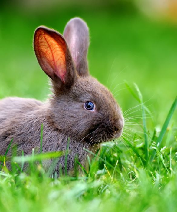 <p>Tra gli animali da compagnia preferiti dall&rsquo;essere umano, il coniglio arriva al terzo posto dopo cani e gatti. Quello che non tutti sanno, per&ograve;, &egrave; che si tratta di un roditore da compagnia molto delicato, con una struttura ossea fragile e che mal si adatta ad essere preso in braccio.</p>
<p>Acquistare un coniglio significa avere in casa un batuffolo di pelo intelligente, curioso, pieno di vita. I suoi hobby prediletti sono correre, saltare ed esplorare, motivo per cui non ama stare rinchiuso in gabbia.</p>
<p><strong>Vita media</strong>: dagli 8 ai 10 anni.</p>
<p><strong>Alimentazione</strong>: erba fresca o fieno in abbondanza, ma anche verdure fresche come radicchio, insalata, finocchio, carote e sedano.</p>
