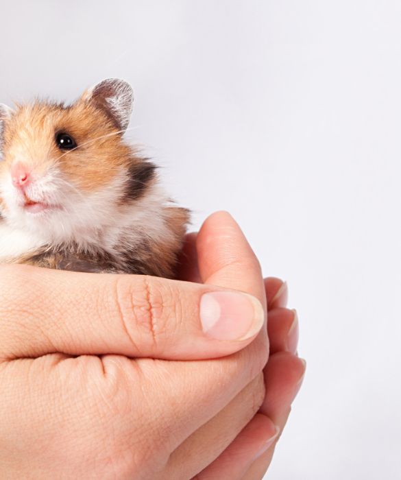 <p>Tra i piccoli roditori domestici pi&ugrave; famosi troviamo il criceto, di cui esistono diverse specie che variano per dimensione e colore.</p>
<p>Sono animaletti carini, ma vivono prettamente durante la notte. Avere un criceto in appartamento, quindi, significa che spesso lo sentirai correre sulla sua ruota nelle ore serali, facendo molto rumore. Perch&eacute; &egrave; vero che sono piccoli, ma hanno un sacco di energia da bruciare.</p>
<p>Ad eccezione di specifiche razze di criceti, si tratta di piccoli roditori molto territoriali e non amano condividere la gabbia.</p>
<p><strong>Vita media</strong>: dai 2 ai 3 anni</p>
<p><strong>Alimentazione</strong>: verdure di campo, semi e proteine animali.</p>
