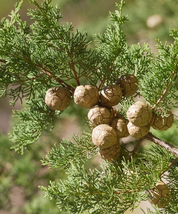 <p>Simboli di eternit&agrave;, i cipressi sono i tipici alberi dei cimiteri, spesso piantati anche in citt&agrave; a scopo ornamentale. Anch&rsquo;essi possono scatenare allergia, sotto forma di rinocongiuntivite: &egrave; una delle poche invernali, perch&eacute; il periodo di pollinazione &egrave; a febbraio e marzo.</p>
