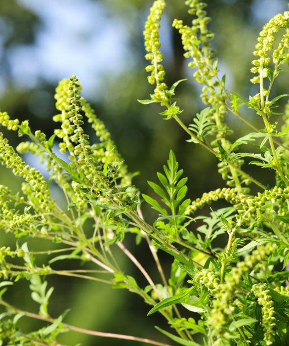 <p>Quando si sente parlare di composite ci si riferisce proprio all&rsquo;artemisia, insieme all&rsquo;ambrosia. Il sintomo tipico &egrave; un pesante raffreddore, ma nei casi pi&ugrave; gravi si pu&ograve; soffrire anche di asma allergico.&nbsp;</p>
