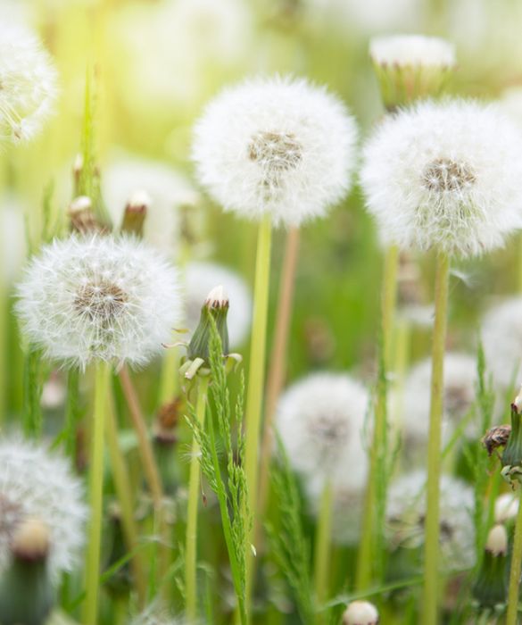 <p>Da bambini ci siamo tutti divertiti a raccogliere i cosiddetti soffioni, guardando i loro batuffoli bianchi disperdersi nel vento. Di per s&eacute; i pollini del tarassaco non sono molto allergenici, ma meritano di stare in questa lista perch&eacute; si trovano pressoch&eacute; ovunque da maggio a ottobre.&nbsp;</p>
