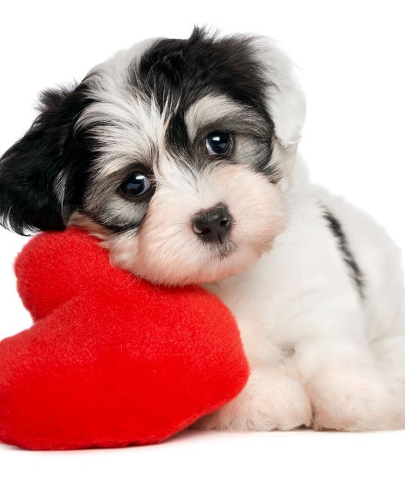 <p>Regalare un cagnolino &egrave; molto impegnativo: un dono da fare solamente quando si &egrave; sicuri che il partner sia in grado di curarlo a dovere</p>

