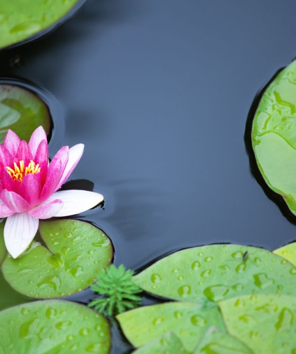 I più abili nell'arte del giardinaggio, possono cimentarsi con fiori e piante di ogni genere.
Anche i più bei fiori esotici, se ben curati, possono crescere nei nostri giardini. Devono semplicemente trovare un habitat adatto alle loro esigenze. 