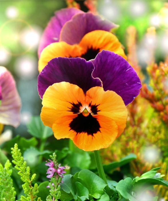 Ci sono fiori che stanno meglio se piantati insieme ad altri.
La pansè, per esempio, viene di solito piantata in vasi dove sono stati inseriti bulbi di narciso. Si piantano insieme generalemente tra ottobre e settembre e in primavera fioriscono insieme splendidamente.