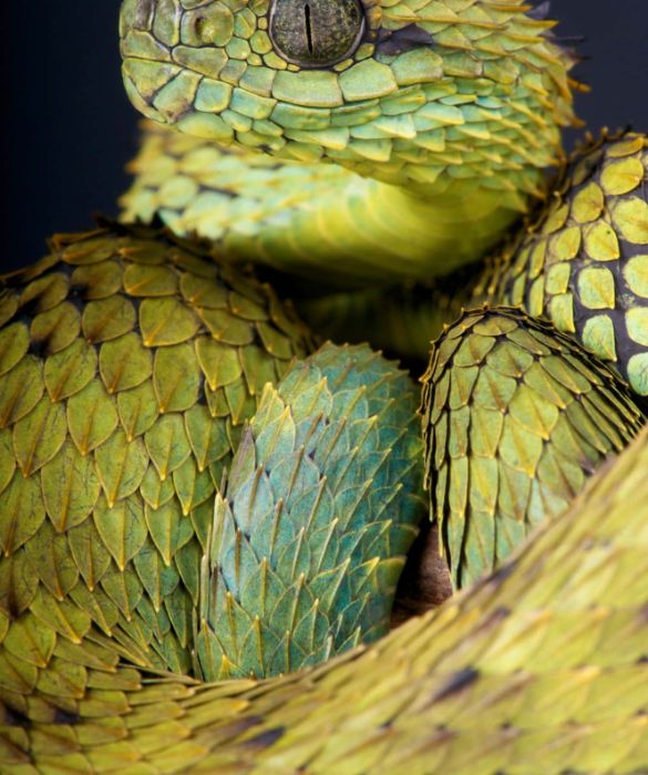 <p>La vipera arboricola (atheris hispida) vive in prevalenza su alberi e cespugli nutrendosi di rane e lucertole. E' un serpente velenoso ma il suo muso &egrave; molto buffo: le sue squame rialzate, che la fanno apparire come spettinata, sono in verit&agrave; velenosissime. Non esiste antidoto al suo veleno.</p>
