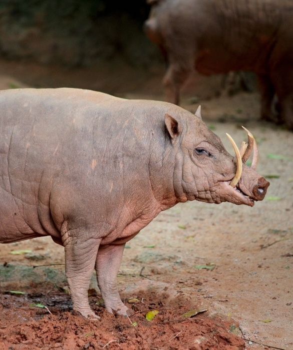 <p>Il Babyrussa &egrave; un particolare tipo di cinghiale alto dai 50 agli 80 cm che pu&ograve; arrivare a pesare 100 Kg. La sua caratteristica pi&ugrave; peculiare &egrave; la dentatura che lo rende molto buffo.</p>
