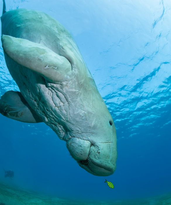<p>Il dugongo (o dugong dugon) &egrave; un animale acquatico di grossa mole che supera spesso i 3 metri di lunghezza. La sua buffa fisionomia gli ha fatto guadagnare il soprannome di "mucca di mare".</p>
